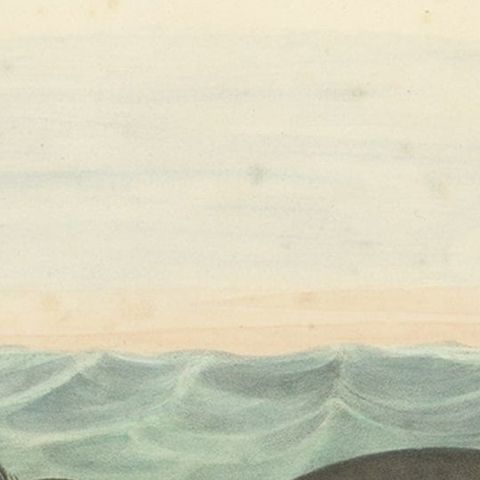 Rare Original Old Bird Print Depicting the Pacific Dovekie, 1869, close-up 2
