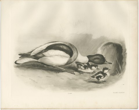 Shelduck with Two Ducklings at a Burrow after Lilian Medland, c. 1909, view 2