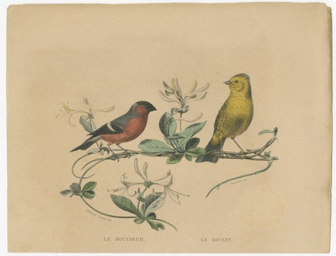 Avian Treasures from Buffon's Natural History: Hand-Colored Masterpieces, 1837, view 3