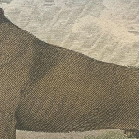 Antique Hand-Colored Print of a Dog Named 'Lion' and Some Dead Sheep, 1797, close-up 1