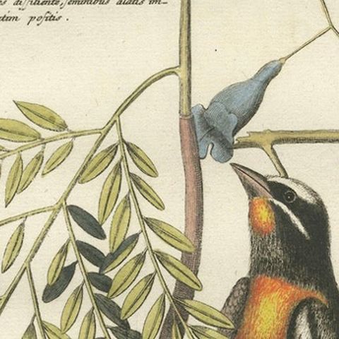 Bahama Finch Engraving by J.M. Seligmann, Hand-Colored Bird Print, 18th century, close-up 5