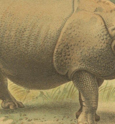 Indian Rhinoceros, Antique Natural History Chromolithograph, 1894, view 4