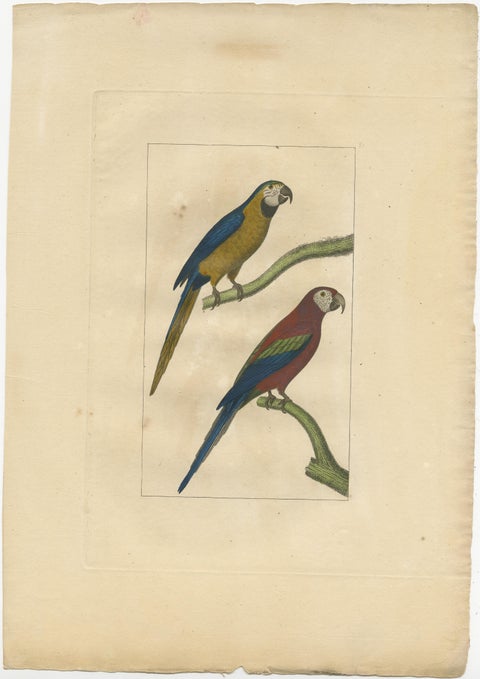 Hand Colored Antique Bird Print of Parrots, view 2