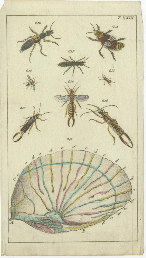 Rare Antique Natural History Prints: Fascinating Insects and Life Cycles, 1832, view 3