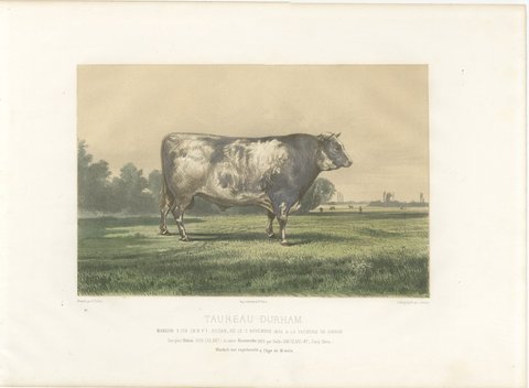 Markob, Durham Shorthorn Bull of Corbon, Antique Print, 1873, view 2