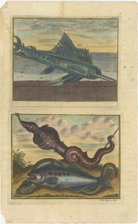 Set of 8 Colored Antique Prints of Various Fishes and Crustaceans, view 9