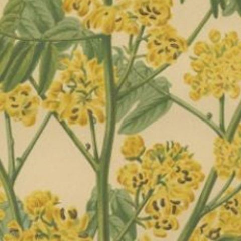 Antique Flower Print of the Senna Marilandica, 1879, close-up 2
