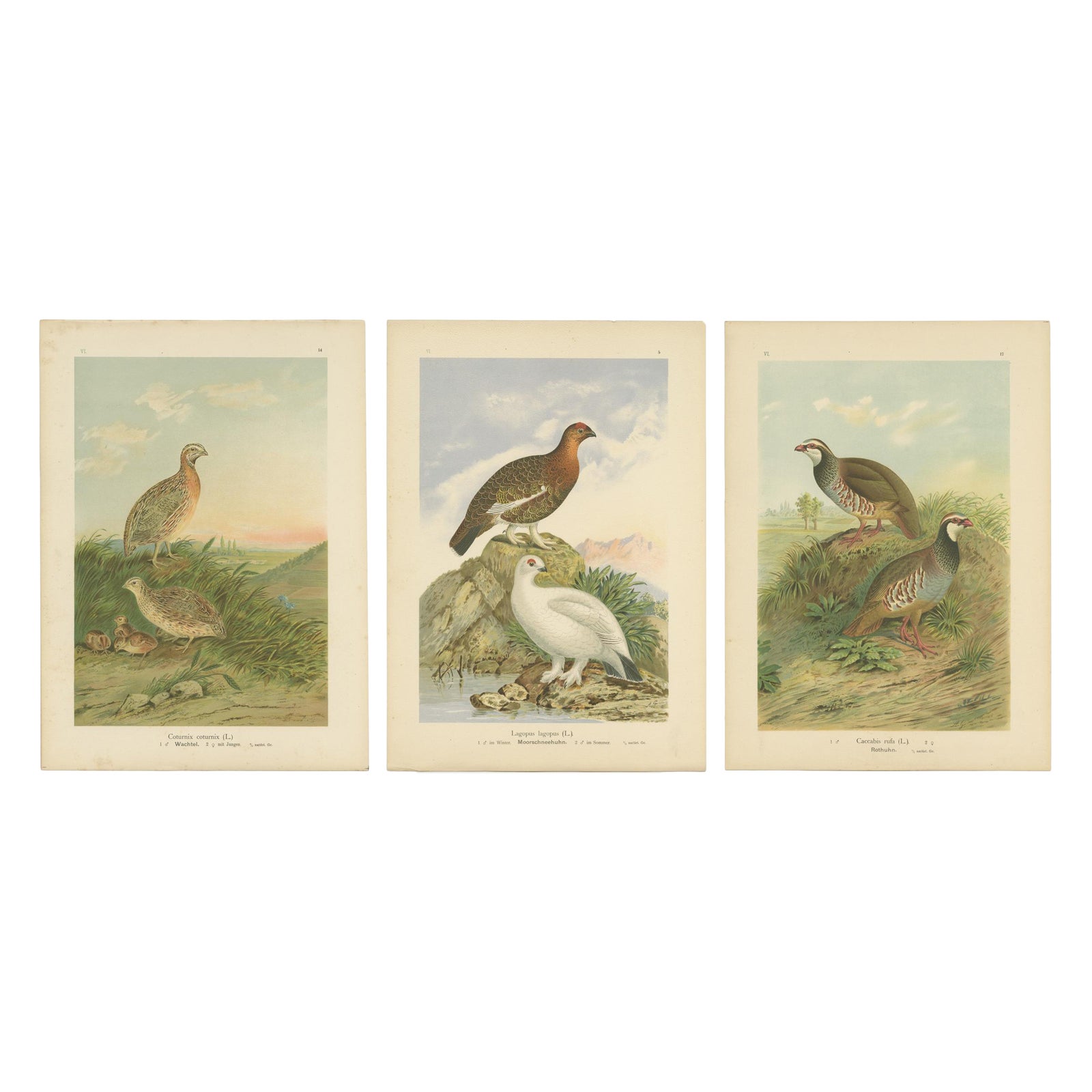 Antique Chromolithographs of Quail, Grouse & Partridge, 19th Century Bird Print