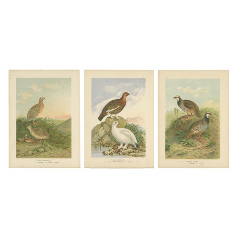 Antique Chromolithographs of Quail, Grouse & Partridge, 19th Century Bird Print
