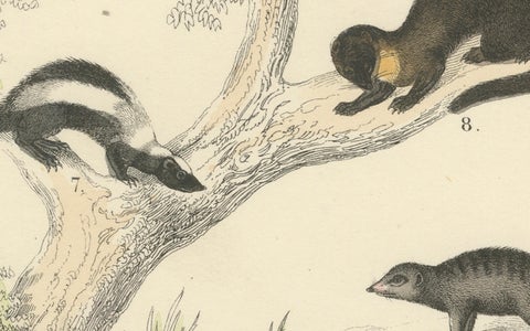 Mammals Print: Bears, Fox, Otter & Skunk, Antique Hand-Coloured 1867, close-up 5