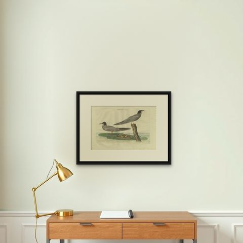 Antique Bird Print of the Black Tern by Sepp & Nozeman, 1789, shown framed on a wall
