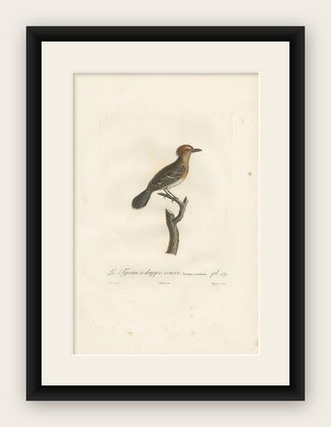 Antique Bird Print of a Kingbird Species by Vieillot, 1807, shown framed