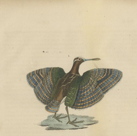 Original Hand-Colored Bird Print of a Painted Snipe and Sunbittern Bird, close-up 1