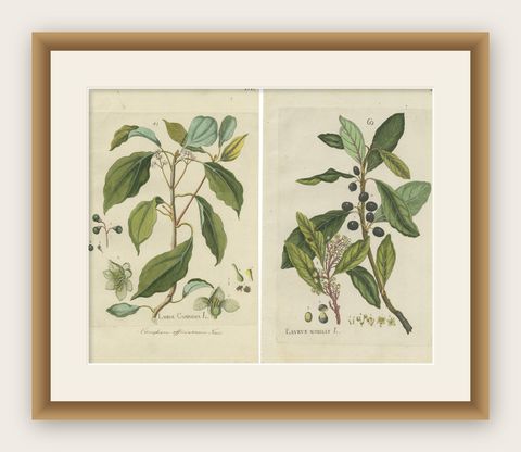 Set of 2 Antique Botany Prints - Laurus Camphora & Laurus Nobilis, shown framed