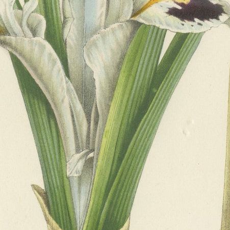 Botanical Illustration of Persian Iris: Iris persica from Iran, c.1855, close-up 5