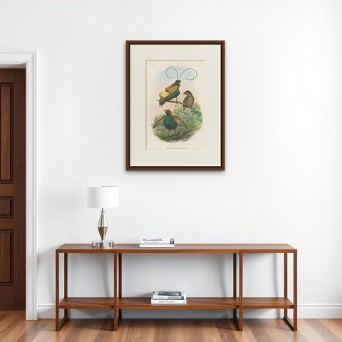 Antique Bird Print of the Magificant Bird of Paradise by Gould, circa 1850, shown framed on a wall