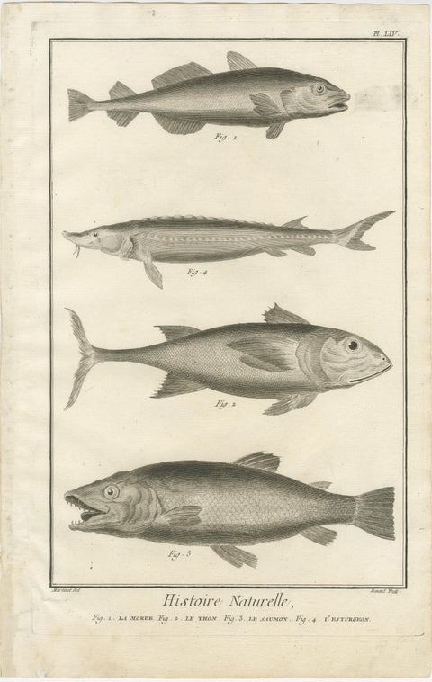 Rare 18th Century Fish Prints, Histoire Naturelle Engravings, ca.1770, view 2