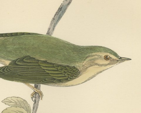 Willow Warbler on a Leafy Stem, Hand Colored Bird Print, Morris, 1896, close-up 1