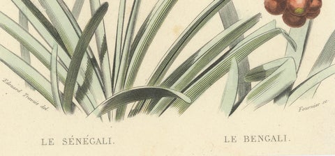 Ornithological Splendor: The Senegal Firefinch and Bengalese Finch Birds, 1837, close-up 2