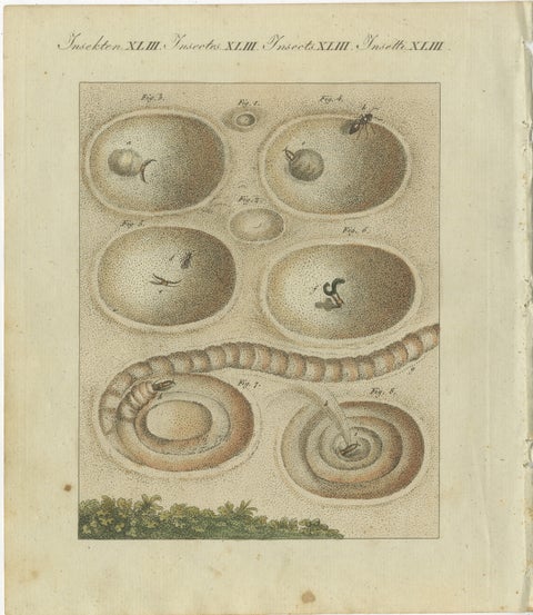 Intricate Insect Life Cycle and Habitats: Hand-Colored Engraving, Bertuch, 1805, view 2