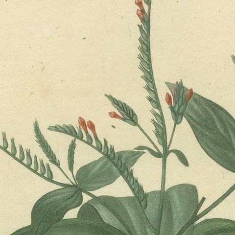 Floral Elegance of the Americas: A Botanical Print of a Spigelia Species, c.1821, close-up 3
