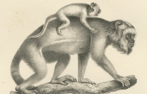Forest Devil, Miriki & Long-bearded Howler Monkeys, Lithographs by C. Last, 1836, close-up 2