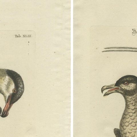 Set of 2 Antique Prints of a Male and Female Arctic Bird, close-up 1
