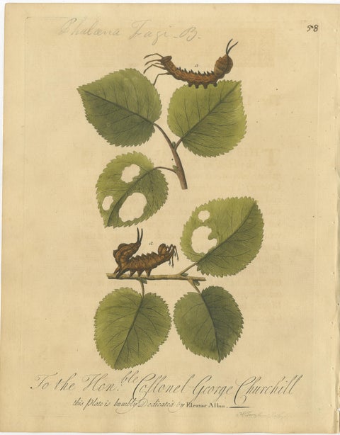 Antique Butterfly and Caterpillar Engravings on Host Plants, Albin 1720, view 4