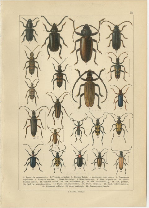 Antique Longhorn Beetle Chromolithographs, European Cerambycidae, Calwer 1893, view 3