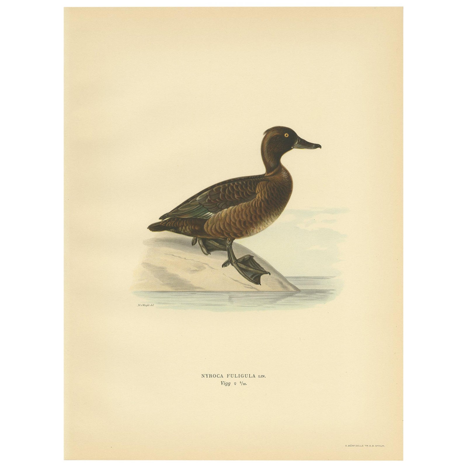 Female Tufted Duck, Swedish Bird Print after von Wright, 1929