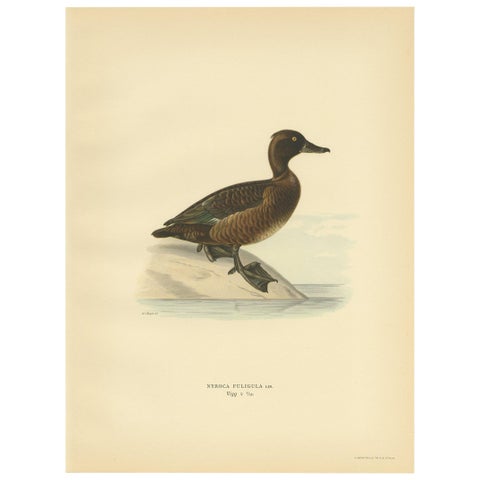 Female Tufted Duck, Swedish Bird Print after von Wright, 1929