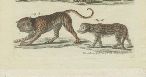 Lions, Tigers & Spotted Cats, Decorative Natural History Print c.1790, close-up 3