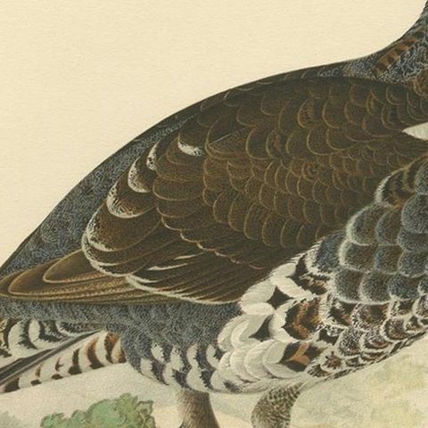 Antique Bird Print of the Western Capercaillie 'Male' by Von Wright, 1929, close-up 2