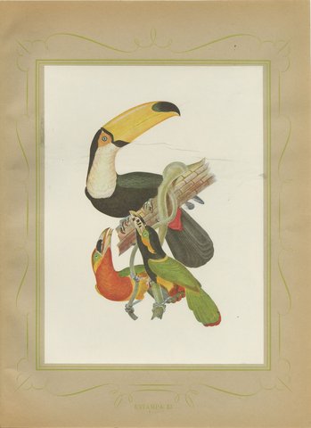 Toucans and Aracaris, Brazilian Bird Print, Descourtilz, 1944, view 2