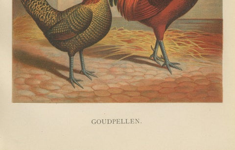 The Majestic Golden Penciled Chicken - A Rare 19th Century Poultry Lithograph, close-up 3