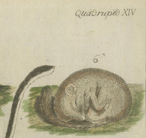 Hand-Colored Antique Illustrations of Various Rodent-like Animals, circa 1820, close-up 5