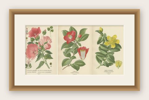 Botanical Elegance: A Triptych of 19th-Century Floral Art, 1896, shown framed