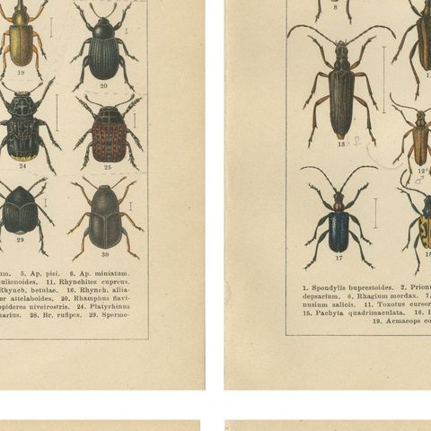 Antique Longhorn Beetle Chromolithographs, European Cerambycidae, Calwer 1893, close-up 2