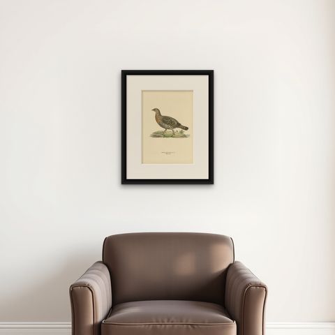 Antique Bird Print of the Western Capercaillie, 1929, shown framed on a wall