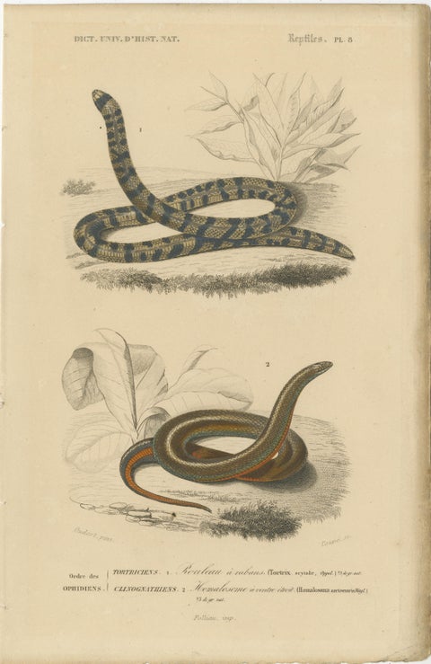 Snake Print of Banded Snake and Red-Striped Snake, c.1850, by Orbigny, view 2