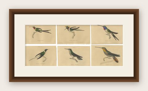 Set of 6 Antique Bird Prints, Evening Hummingbird, by Jardine, '1837', shown framed