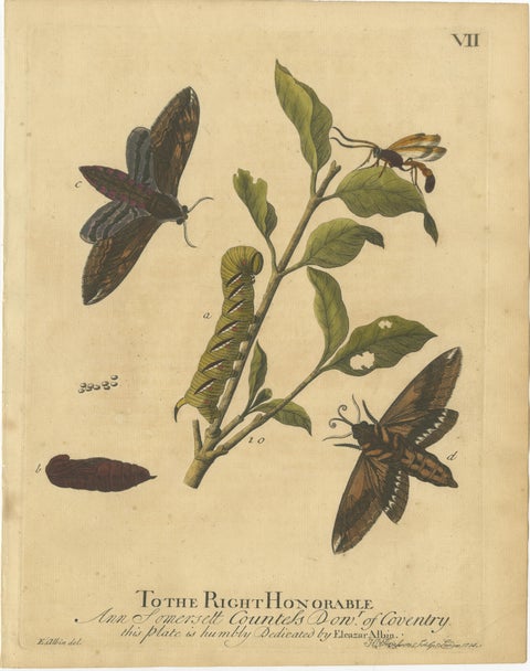 Early English Moths, Death’s-Head Hawk, Elephant Hawk, Albin 1720, view 4