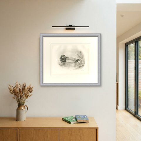Pochard Drake Swimming by Reeds, Plate CLXXX after Lilian Medland, c. 1909, shown framed on a wall
