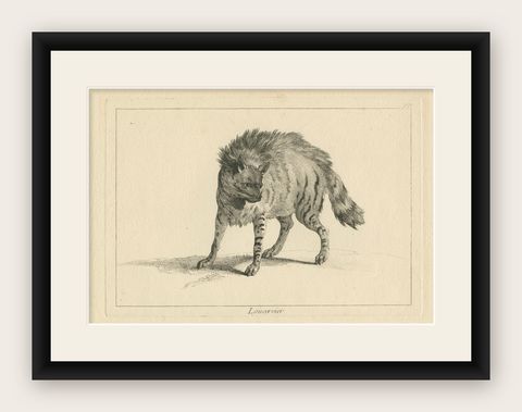 The Majestic Eurasian Lynx: A Detailed Etching - circa 1740, shown framed