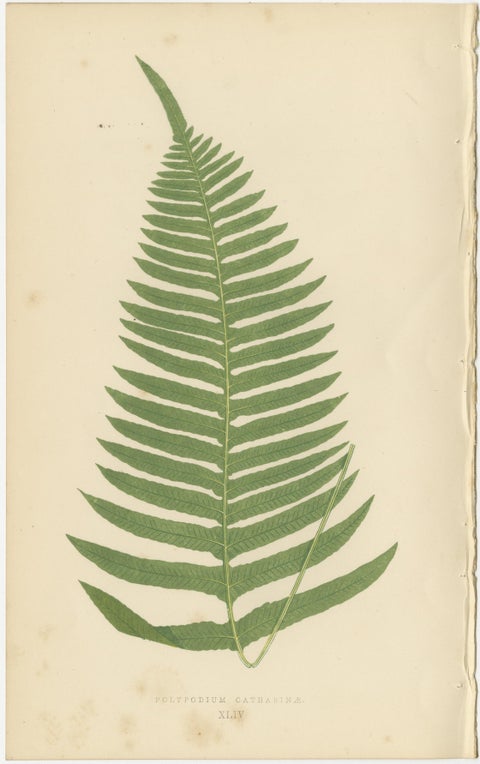 Antique Botanical Fern Prints, Polypodium Studies Decorative Set Lowe 1856, view 3