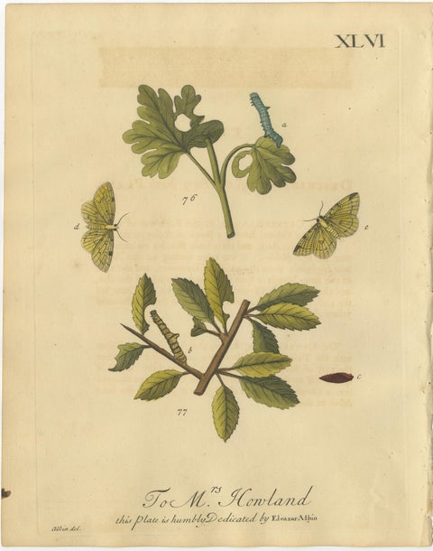 English Moths on Hawthorn, Antique Insect Print by Eleazar Albin, 1720, view 2