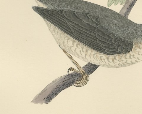 Barred Warbler on a Leafy Twig, Antique Hand Colored Bird Plate, Morris, 1896, close-up 2