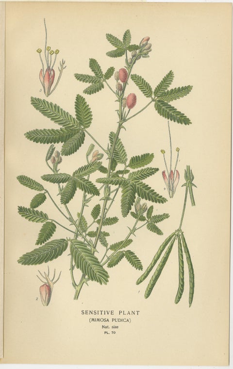 Garden Elegance: A Triptych of 19th Century Botanical Illustrations, 1896, view 3