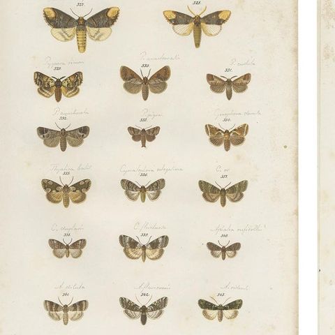 Set of 5 Antique Prints of Various Butterflies and Moths by Ramann, circa 1870, close-up 1
