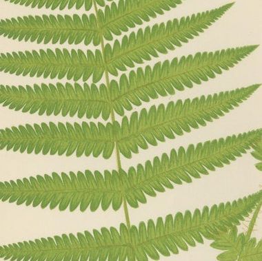 Antique Hand-Colored Fern Prints - Aspidium Aculeatum, Oreopteris & Thelypteris, close-up 2